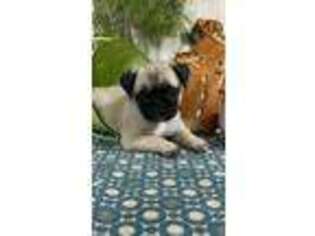 Pug Puppy for sale in Lagrange, IN, USA