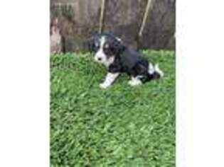 Bernese Mountain Dog Puppy for sale in Wooster, OH, USA