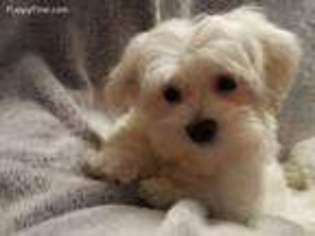 Maltese Puppy for sale in Warren, MI, USA