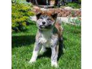 Akita Puppy for sale in Sandy, UT, USA