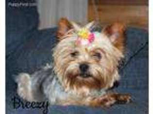 Yorkshire Terrier Puppy for sale in Holmesville, OH, USA