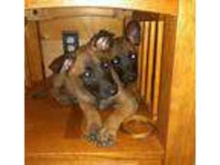 Belgian Malinois Puppy for sale in Galway, NY, USA