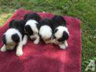 Old English Sheepdog Puppy for sale in BEDFORD, IN, USA