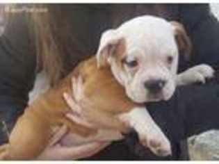Bulldog Puppy for sale in Walden, NY, USA