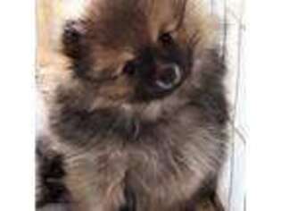 Pomeranian Puppy for sale in Magnolia, KY, USA