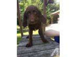 Labradoodle Puppy for sale in GREENSBURG, KY, USA