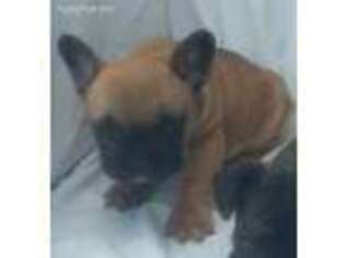 French Bulldog Puppy for sale in Royston, GA, USA