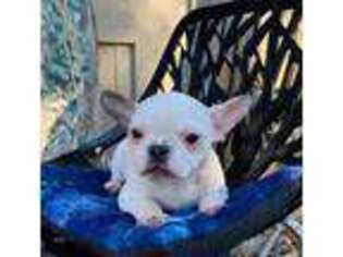 French Bulldog Puppy for sale in Clare, IL, USA