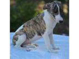Whippet Puppy for sale in Mabank, TX, USA