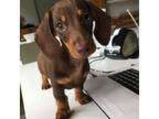 Dachshund Puppy for sale in Southbury, CT, USA