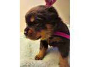 Rottweiler Puppy for sale in Dongola, IL, USA