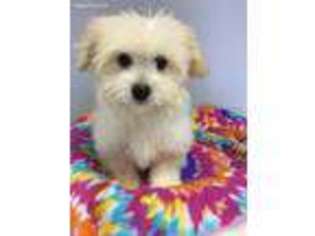 Mutt Puppy for sale in Long Grove, IL, USA