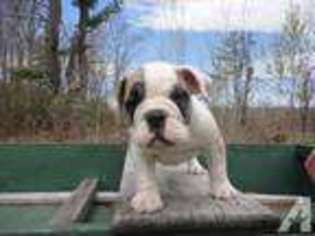 Bulldog Puppy for sale in DERRY, NH, USA