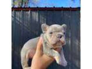 French Bulldog Puppy for sale in Woodworth, LA, USA