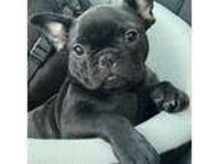 French Bulldog Puppy for sale in Plymouth Meeting, PA, USA