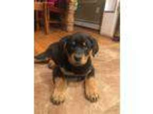 Rottweiler Puppy for sale in Mechanicsburg, PA, USA