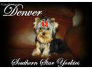 Yorkshire Terrier Puppy for sale in Douglasville, GA, USA