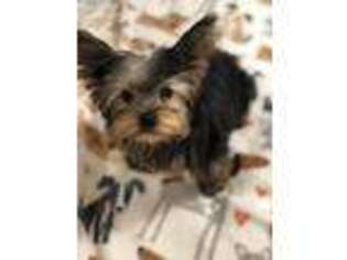 Yorkshire Terrier Puppy for sale in Ridgefield Park, NJ, USA