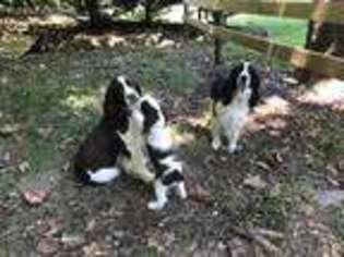 English Springer Spaniel Puppy for sale in Franklin, NC, USA