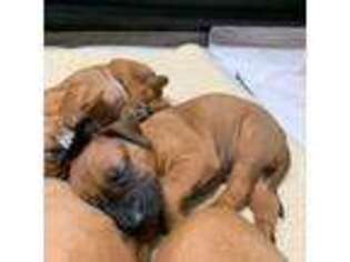 Rhodesian Ridgeback Puppy for sale in Carver, MA, USA