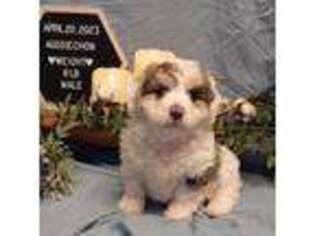 Bichon Frise Puppy for sale in Porter, OK, USA