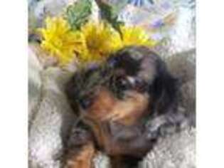 Dachshund Puppy for sale in Darien Center, NY, USA