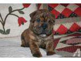 Bulldog Puppy for sale in BRIGHTON, MO, USA