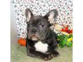 French Bulldog Puppy for sale in Moffat, CO, USA