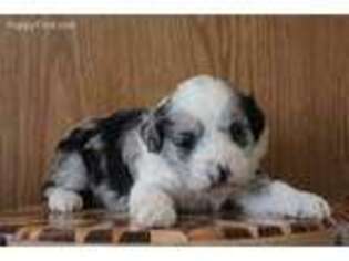 Mutt Puppy for sale in Seymour, IA, USA