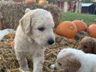 Goldendoodle Puppy for sale in South Boston, VA, USA