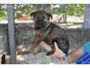 German Shepherd Dog Puppy for sale in Kernersville, NC, USA