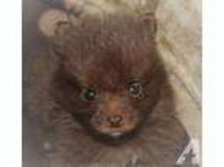 Pomeranian Puppy for sale in FLAXVILLE, MT, USA