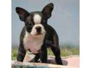 Boston Terrier Puppy for sale in Lamar, MO, USA