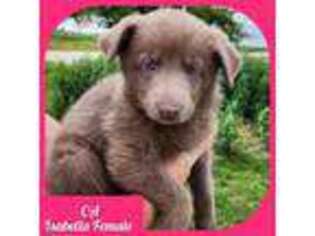 German Shepherd Dog Puppy for sale in Princeville, IL, USA