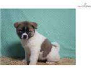 Akita Puppy for sale in South Bend, IN, USA