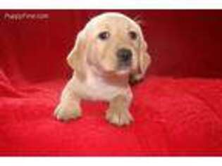 Labrador Retriever Puppy for sale in Woodbury, NJ, USA