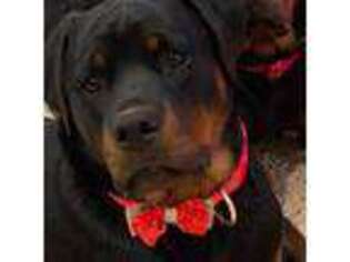 Rottweiler Puppy for sale in Hernando, FL, USA
