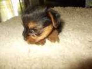 Yorkshire Terrier Puppy for sale in Gaston, SC, USA