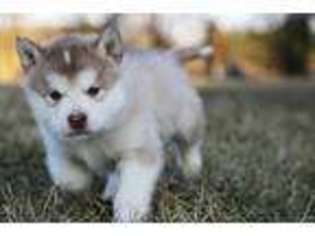 Alaskan Malamute Puppy for sale in Kansas City, MO, USA