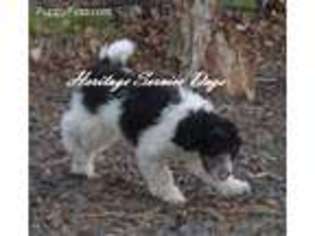 Mutt Puppy for sale in Milton Freewater, OR, USA
