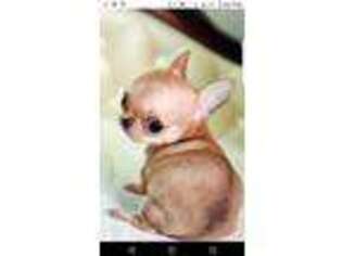 Chihuahua Puppy for sale in Millbrook, NY, USA