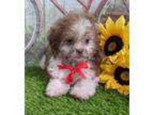 Shih-Poo Puppy for sale in Arthur, IL, USA