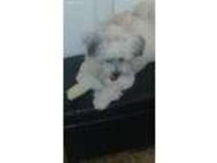 Havanese Puppy for sale in Winston Salem, NC, USA