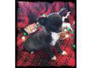 Chihuahua Puppy for sale in Hope, IN, USA