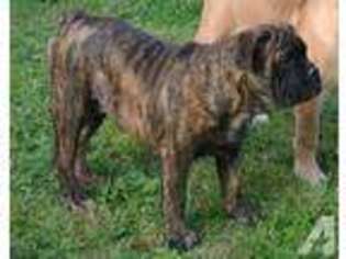 Mutt Puppy for sale in OREGON CITY, OR, USA