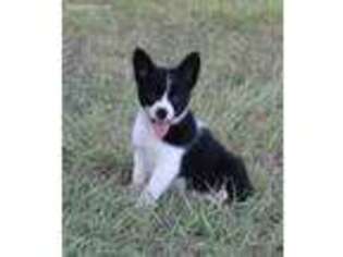 Border Collie Puppy for sale in San Marcos, TX, USA