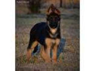 German Shepherd Dog Puppy for sale in Bradyville, TN, USA