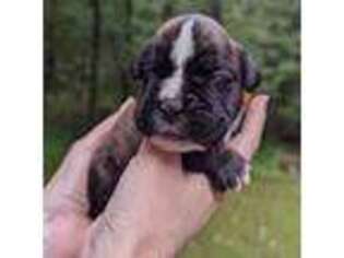 Boxer Puppy for sale in West Friendship, MD, USA