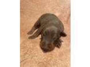 Doberman Pinscher Puppy for sale in Spiro, OK, USA