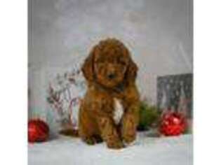 Goldendoodle Puppy for sale in Itasca, TX, USA
